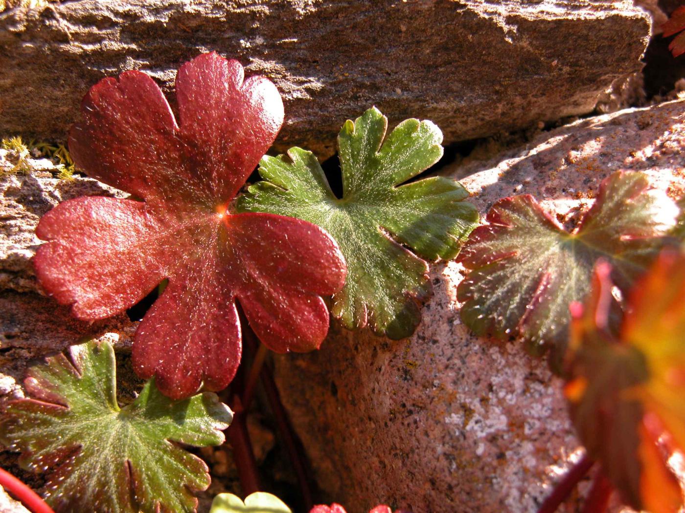 Cranesbill, Shining leaf